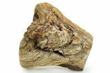 Triassic-Age Petrified Wood Log - Madagascar #379272-1